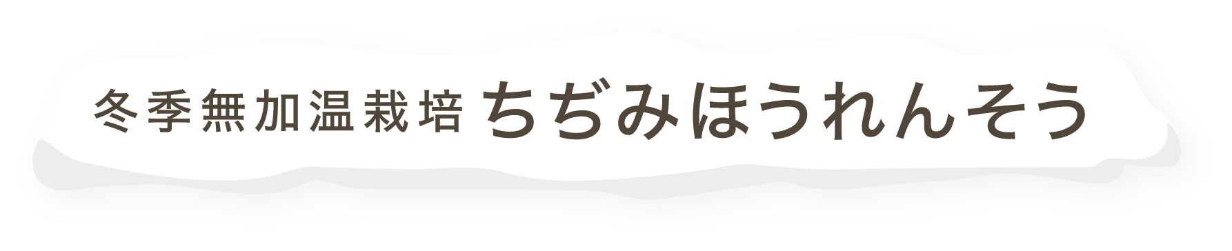 冬季無加温栽培ちじみほうれんそう