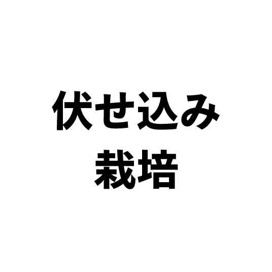 伏せ込み栽培